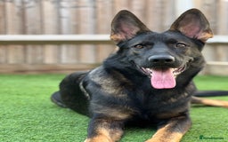 German Shepherd dogs for sale: Female German Shepherd - working line - Advert 20