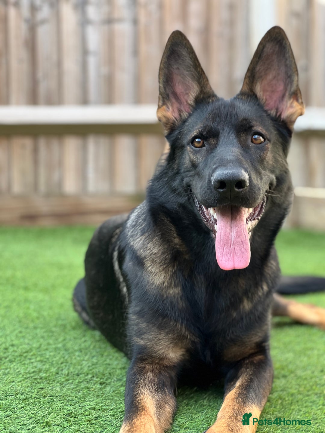 German Shepherd dogs for sale: Female German Shepherd - working line - Advert 20