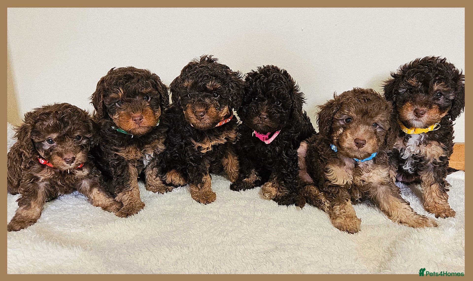 Toy Poodle dogs Beautiful Toy Poodle Puppies - Advert 2