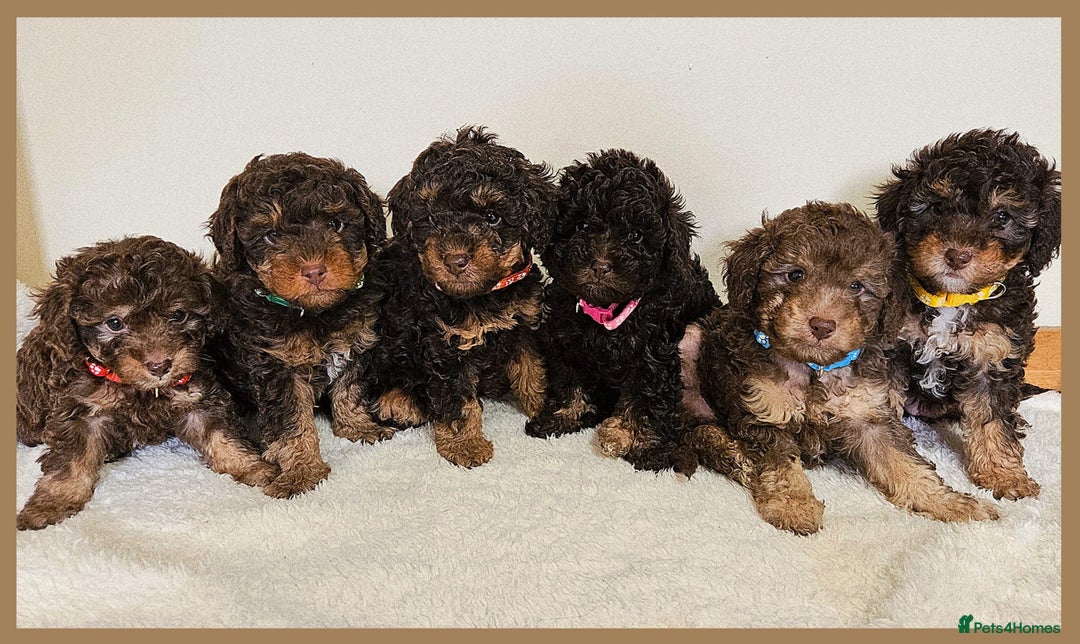 Toy Poodle dogs for sale: Beautiful Toy Poodle Puppies - Advert 1