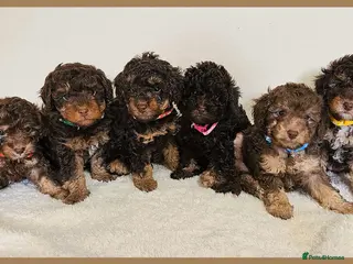 Toy Poodle dogs Beautiful Toy Poodle Puppies - Advert 16