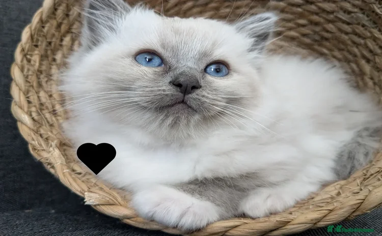 Ragdoll cats - Advert 1