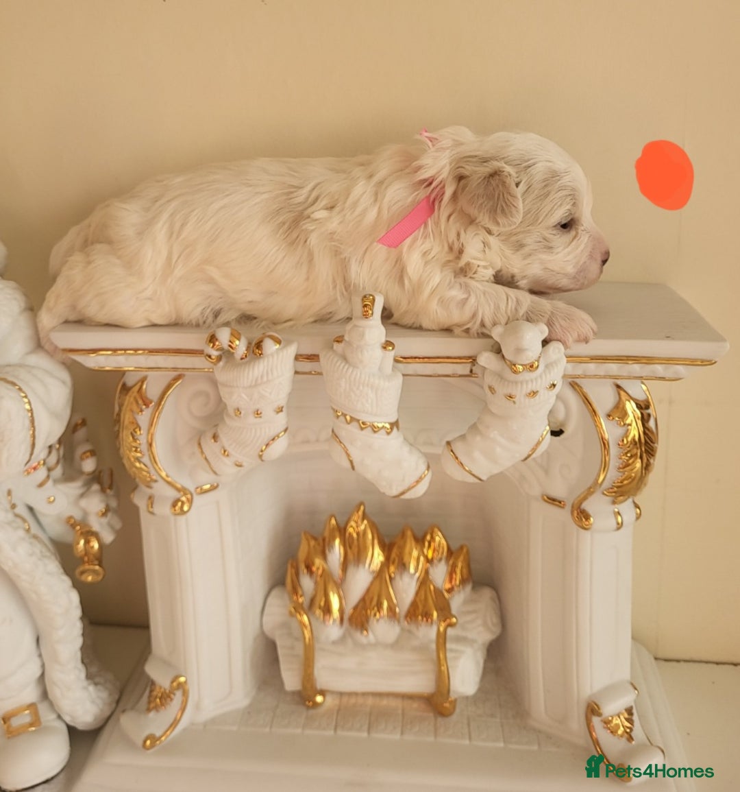 Maltipoo dogs for sale: Toy maltipoo puppies  - Advert 10