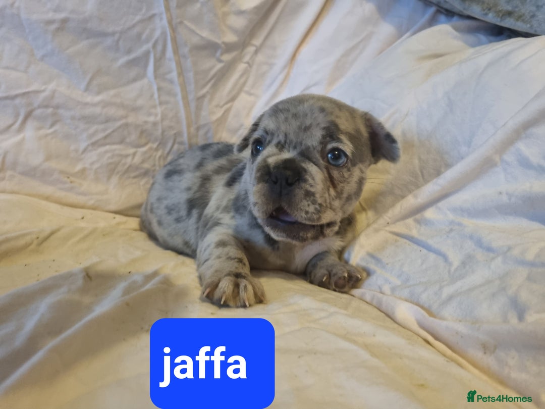 French Bulldog dogs for sale: Stunning litter of merle frenchies - Advert 20
