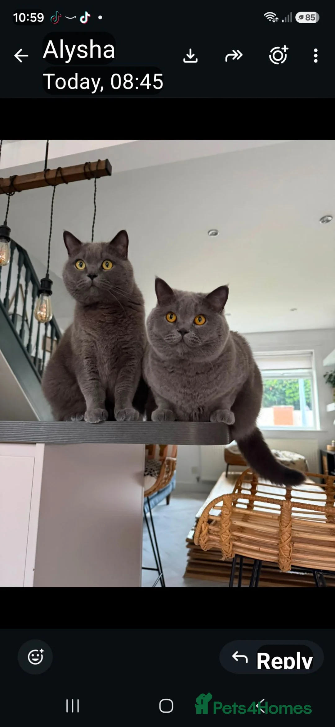 British Shorthair cats for sale: Betzy Bambi Bunny in Salford - Advert 1