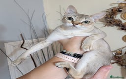 Singapura cats for sale: Singapura girl  - Image 1