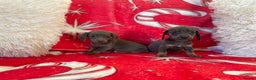 Dachshund dogs for sale: Beautiful Dachunds ready from 23rd December  - Advert 14