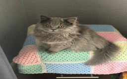 British Longhair cats for sale: British long hair female - Image 5