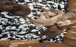 Burmese cats for sale: GCCF registered Burmese Kittens  - Image 2