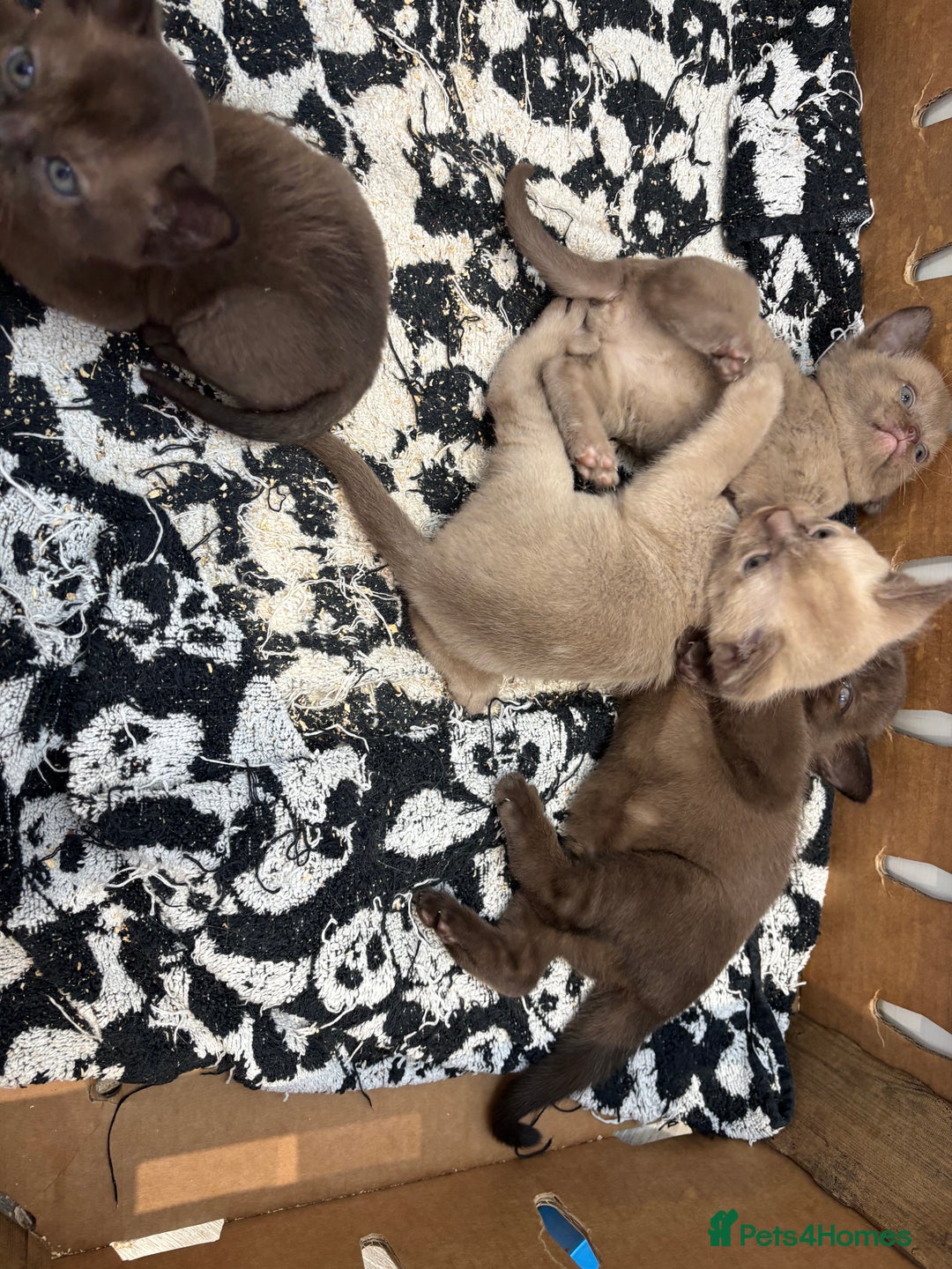 Burmese cats for sale: GCCF registered Burmese Kittens  - Image 2