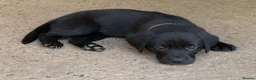 Labrador Retriever dogs for sale: 2 boy Labrador puppies looking for a new home - Advert 3