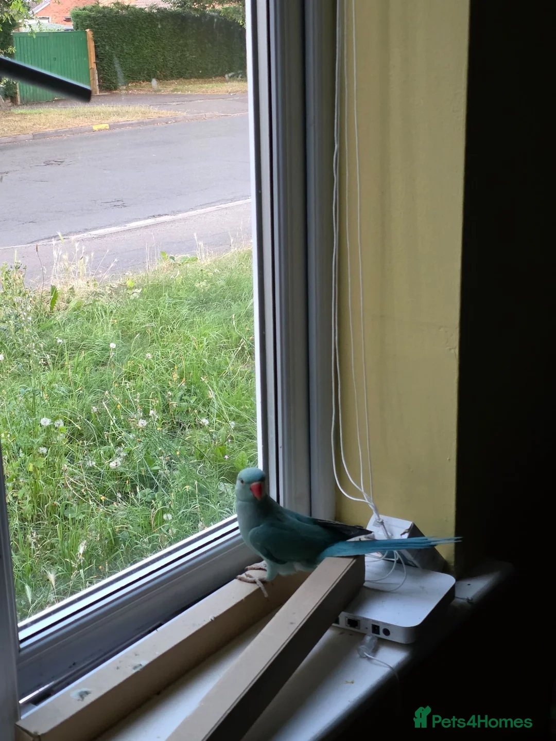 Ringnecks birds for sale: Stunning Hand Reared Ringnecks - Advert 12