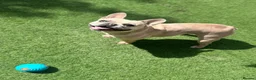 French Bulldog dogs for sale: Coco frenchie  - Advert 2