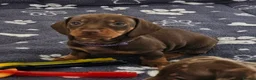 Dachshund dogs for sale: READY SUNDAY,  stunning pups kc reg parents  - Advert 9