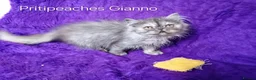 Persian cats for sale: Gccf Registered Persian Kittens  - Advert 5