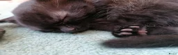 Domestic Shorthair cats for sale: 3 adorable kittens for sale  - Advert 11