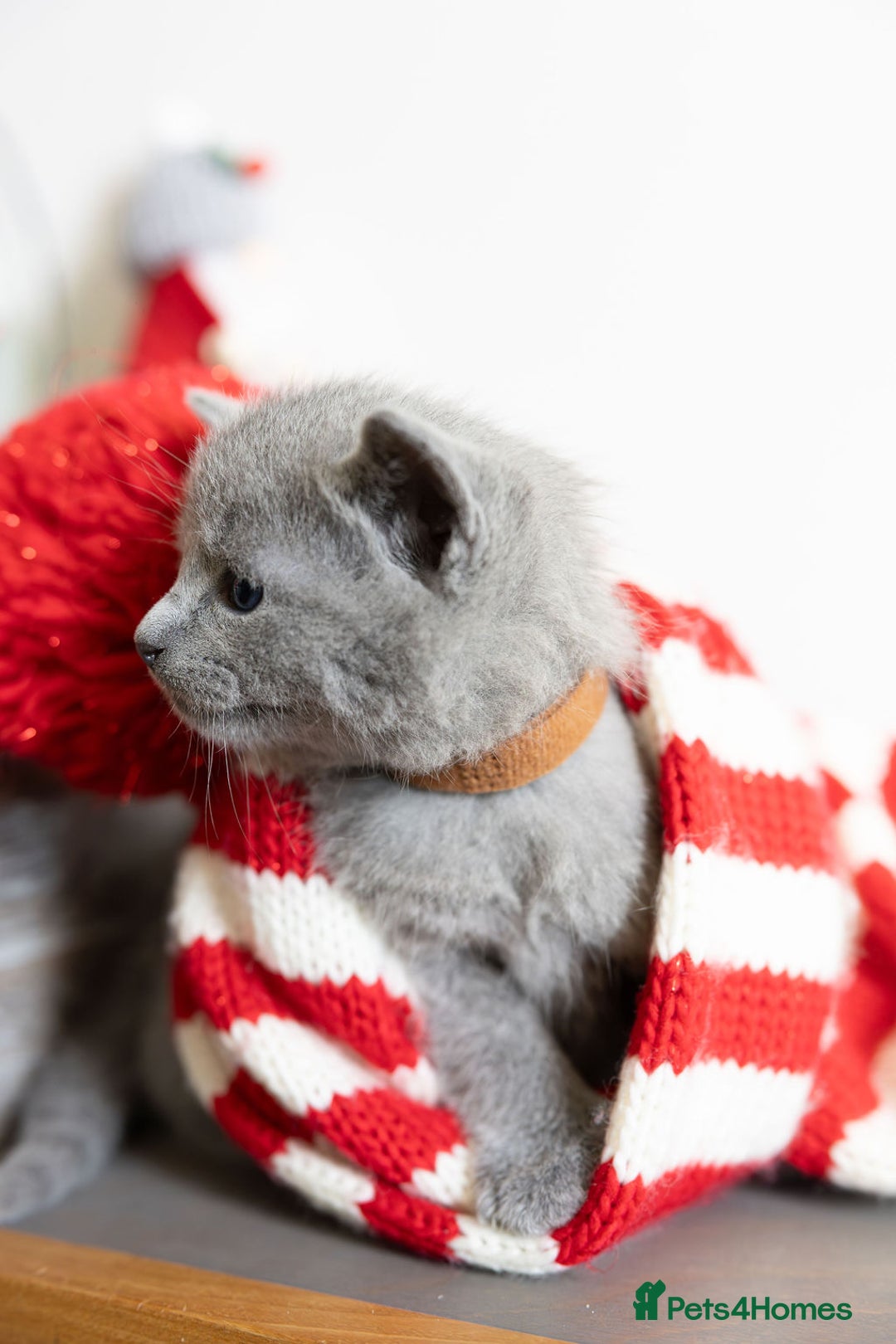 Russian Blue cats for sale: Pure Russian Blue Kittens, Silver Coat Green Eyes  - Advert 5