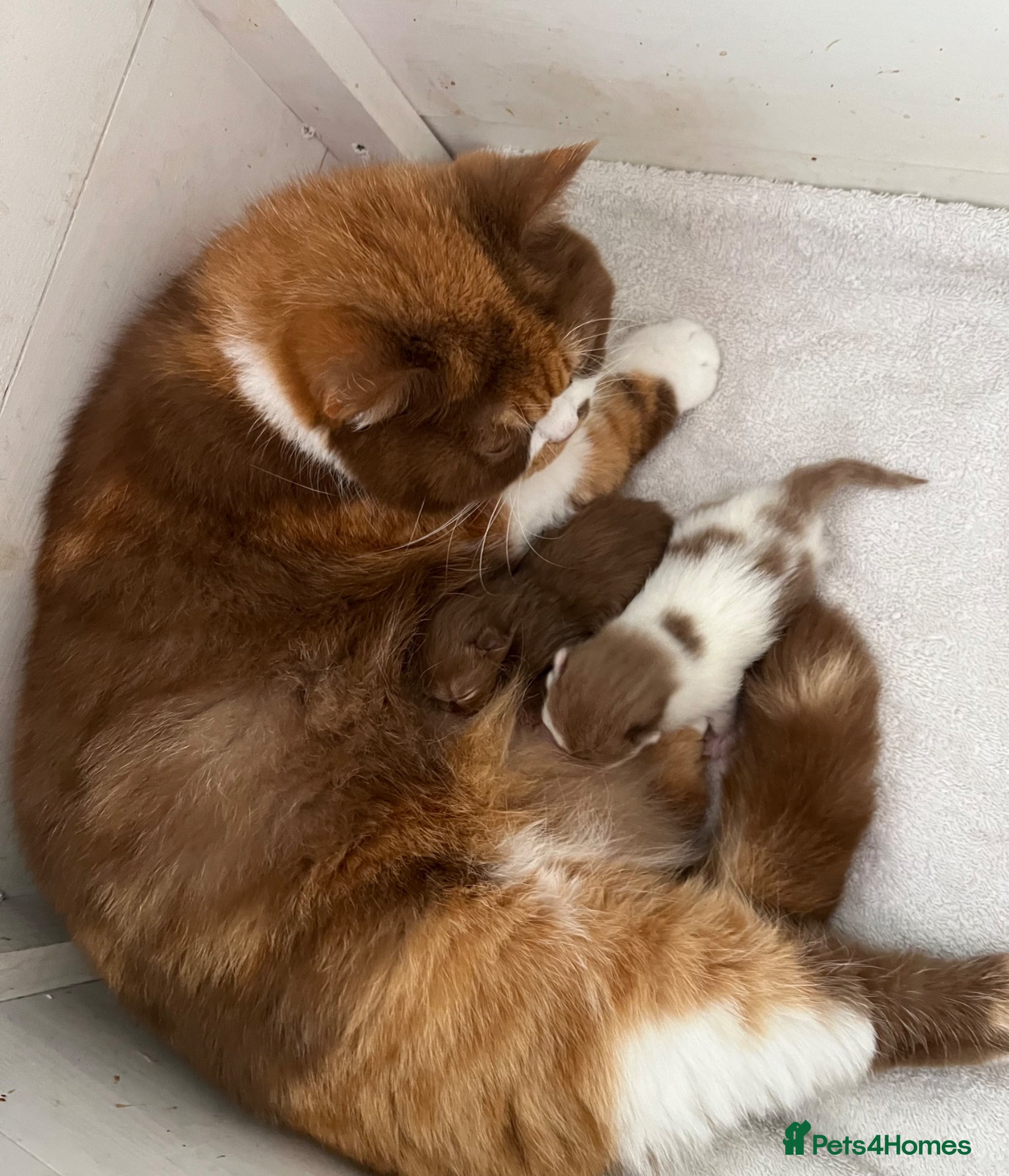 British Shorthair cats 🏆 Exceptional GCCF Registered BSH Kittens - Advert 2
