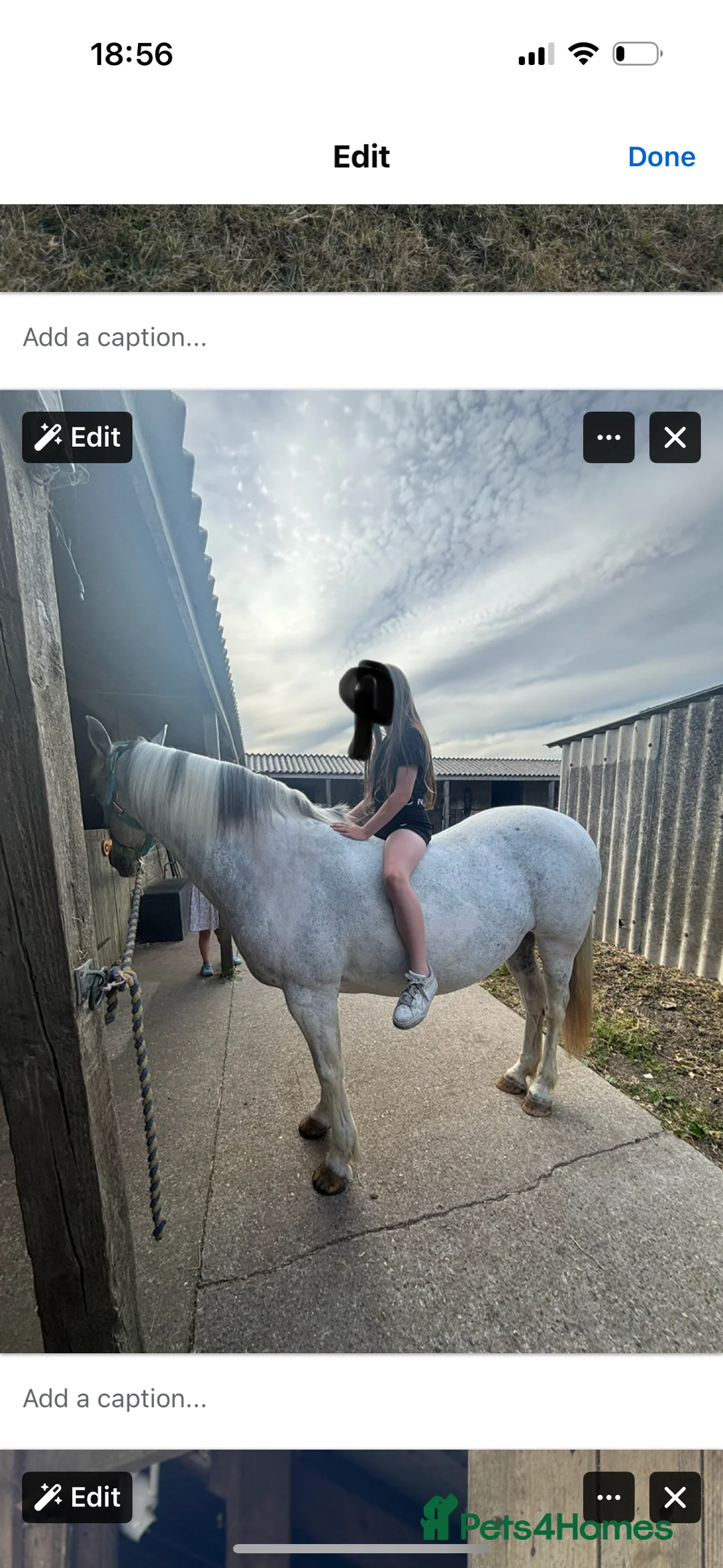 Other Breed horses for sale: Cob cross Arab  - Advert 9