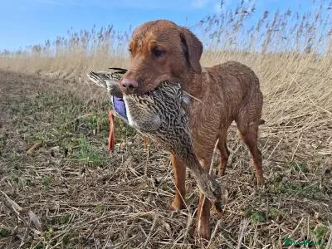 Labrador Retriever dogs for stud: Superb Fox Red Working Labrador at Stud - Advert 5