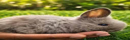 Lionhead rabbits for sale: Beautiful Lionhead Babies  - Advert 7