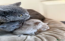 British Shorthair cats for sale: Lilac & Iconic Blue British Shorthair Kittens GCCF - Image 4