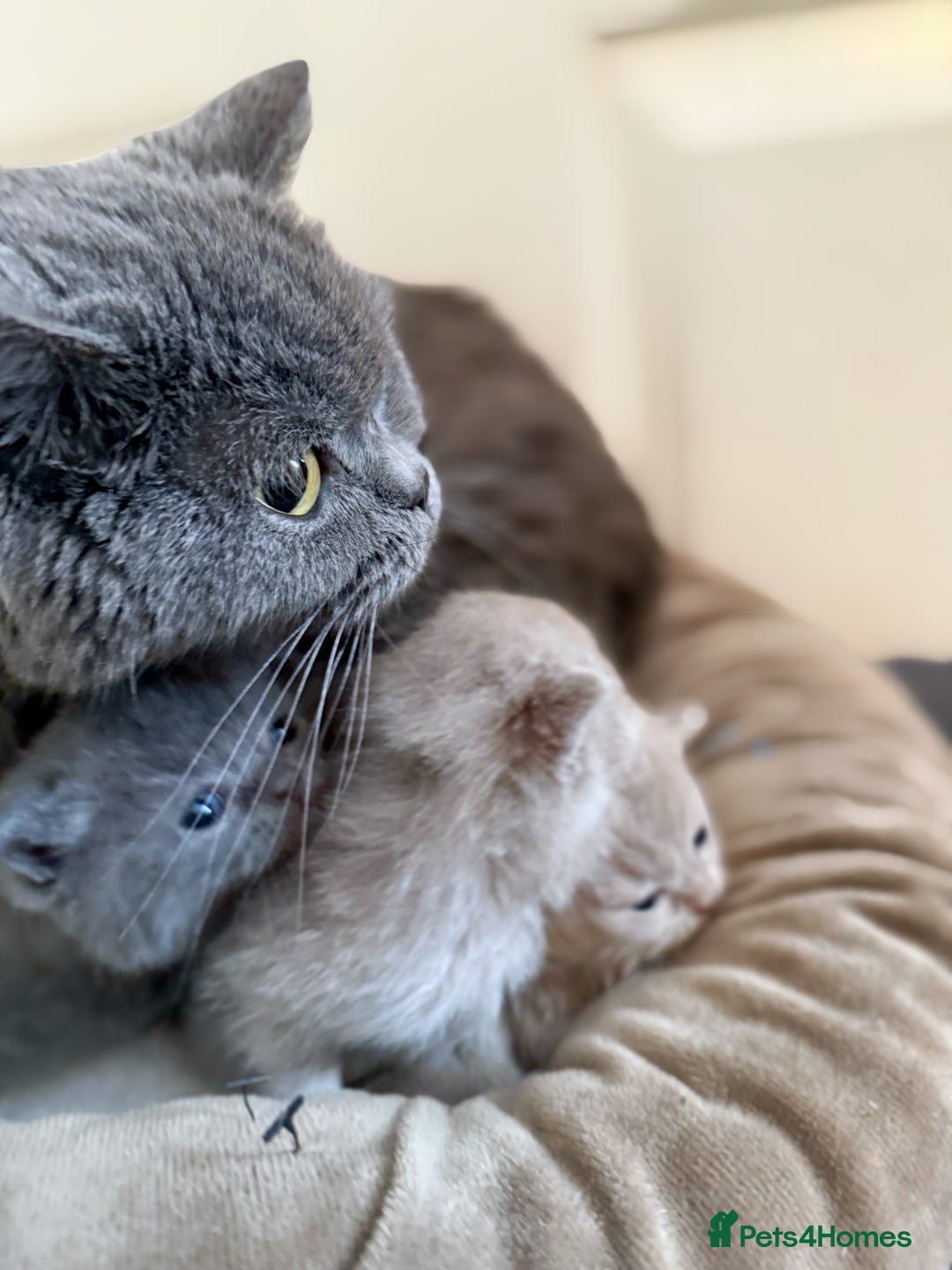 British Shorthair cats for sale: Lilac & Iconic Blue British Shorthair Kittens GCCF - Image 4