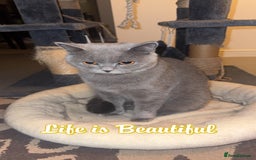 British Shorthair cats for sale: British Shorthair Cat - Advert 8