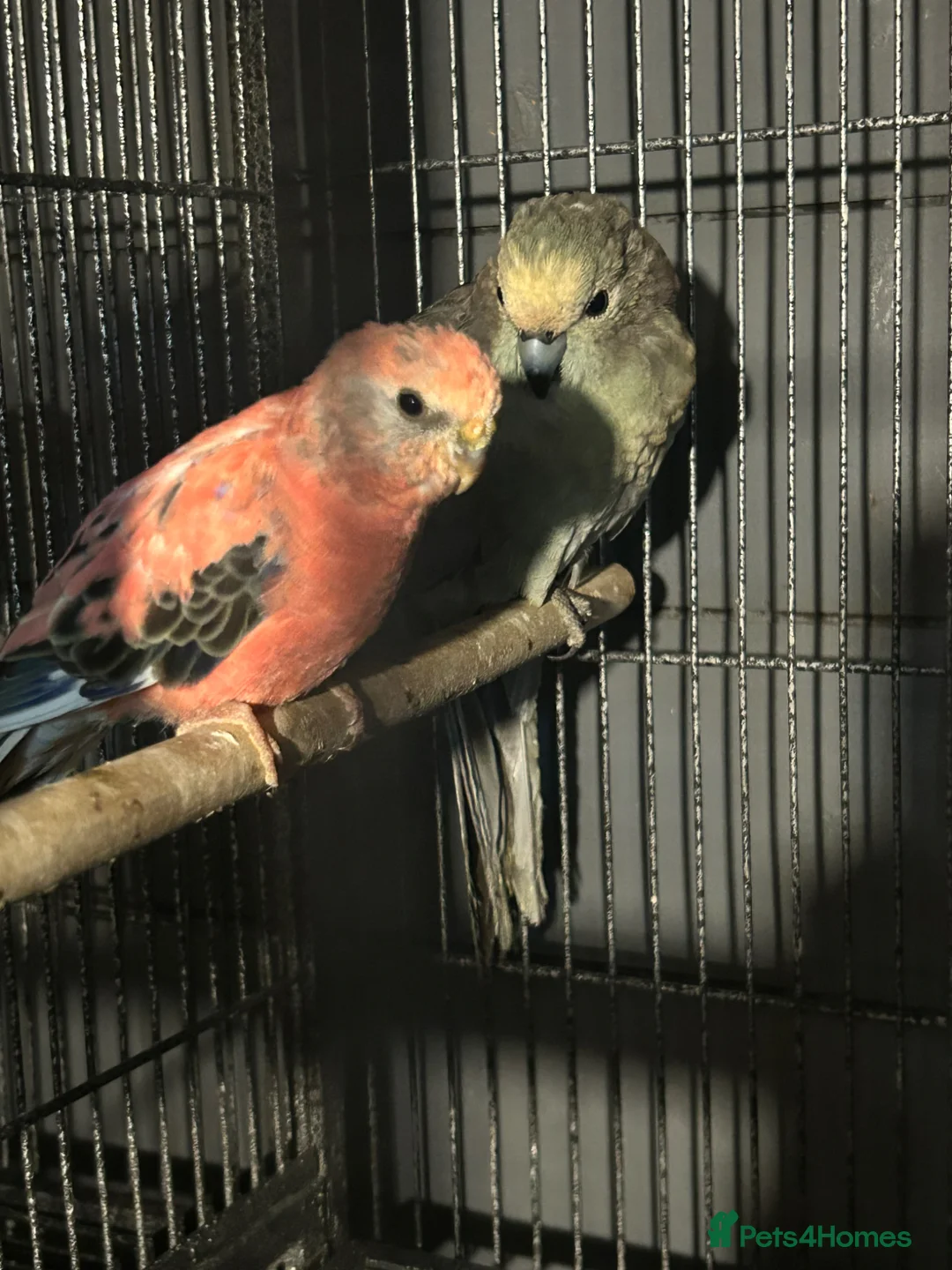 Parakeets birds for sale: Rosy Bourke (female) - Advert 2
