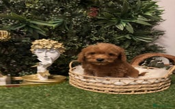 Toy Poodle dogs for sale: Beautiful Red Toy Poodle Puppies – Ready Now  - Image 2