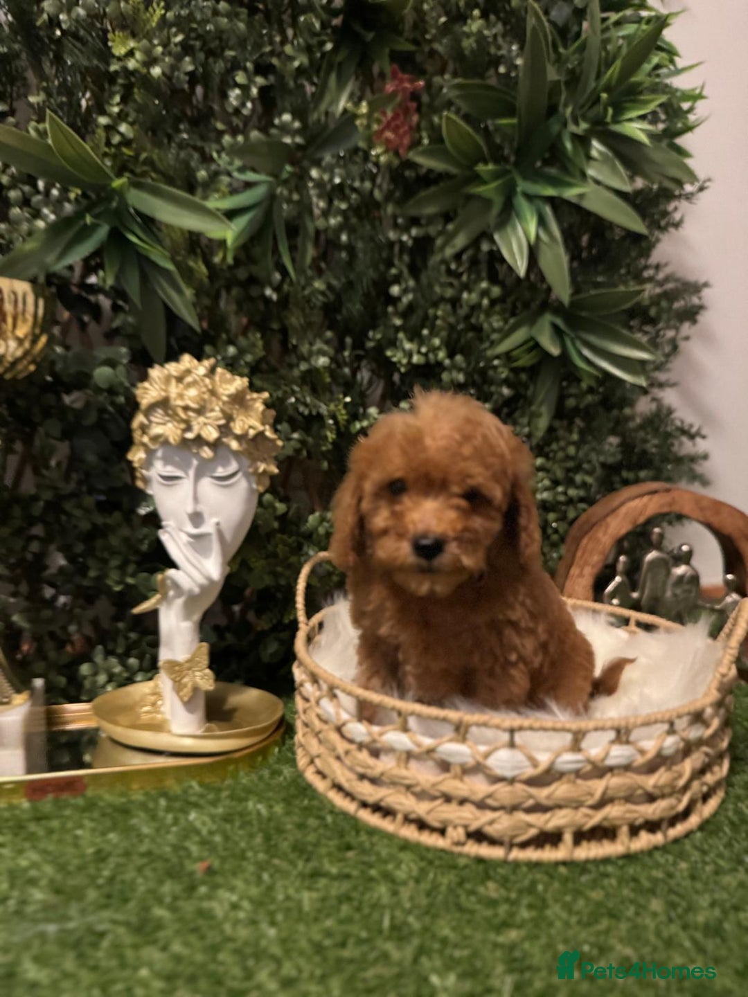 Toy Poodle dogs for sale: Beautiful Red Toy Poodle Puppies – Ready Now  - Image 2