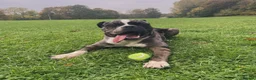 Mixed Breed dogs for sale: Cane Corso X American bully  - Advert 1