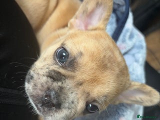 French Bulldog dogs LAST ONE FLUFF CARRYING MERLE FRENCH BULLDOG 🐾 - Advert 14