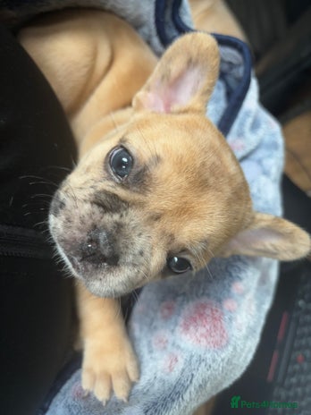 French Bulldog dogs LAST ONE FLUFF CARRYING MERLE FRENCH BULLDOG 🐾 - Advert 6