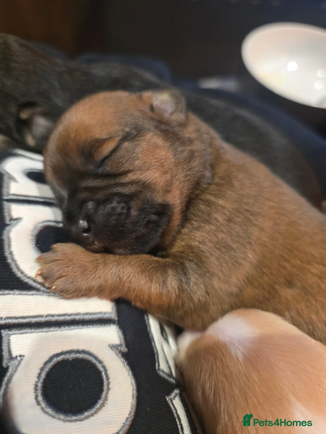 Mixed Breed dogs for sale: Floodles - Advert 1