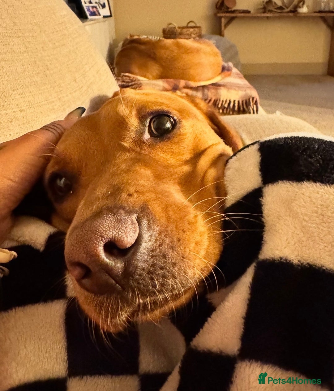 Labrador Retriever dogs for sale: Beautiful fox red lab 18 months old - Advert 6