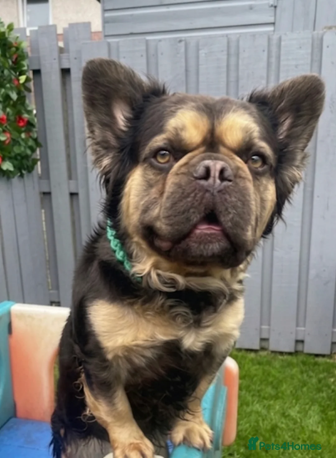 French Bulldog dogs for sale: Chocolate & Tan fluffy French Bulldog  - Advert 5