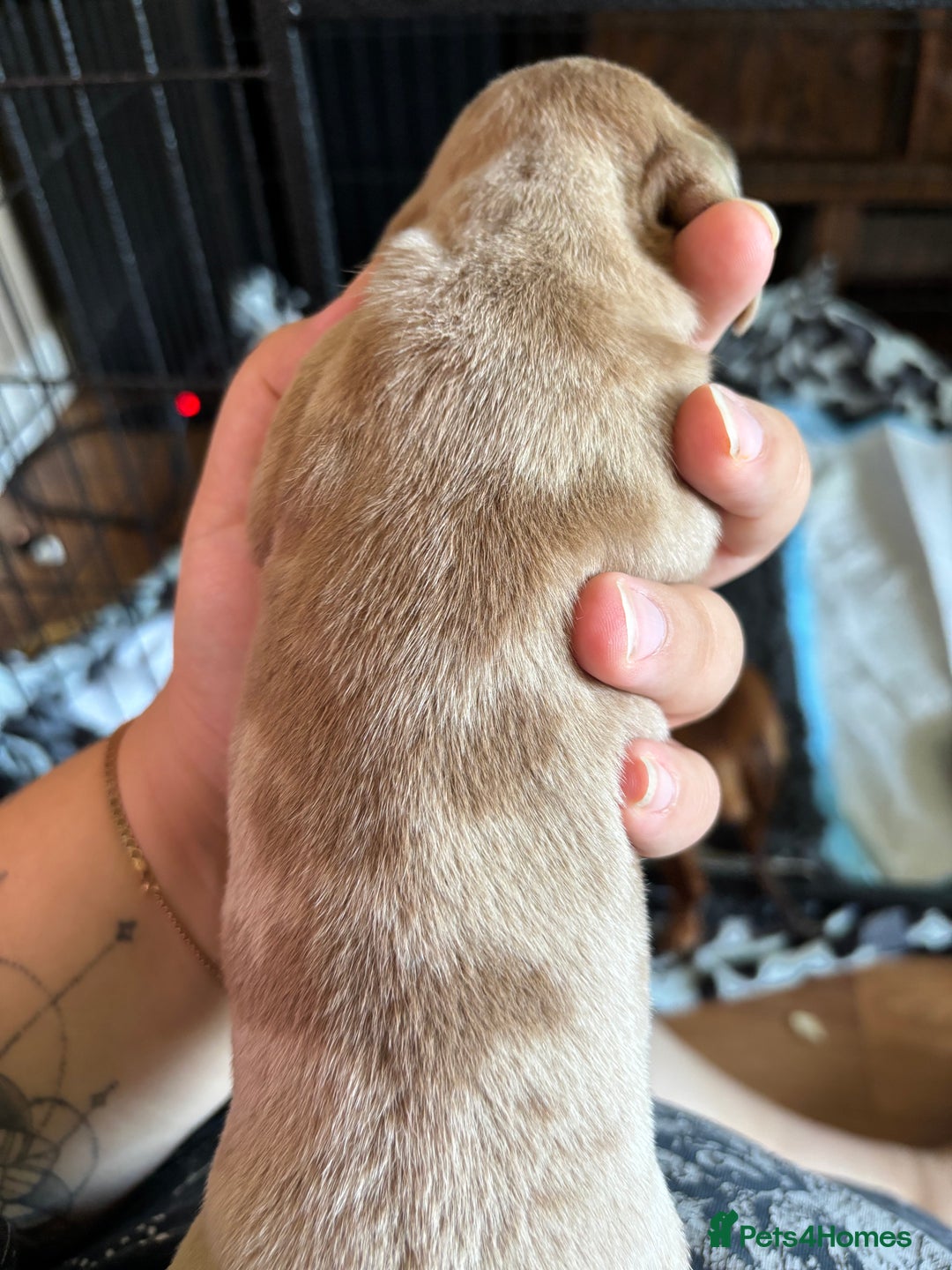 Miniature Dachshund dogs for sale: F Isabelle dapple Mini Dachshund   - Image 2