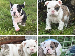 English Bulldog dogs 🌟 health tested parents 🌟 Ready Now!🌟 - Advert 10