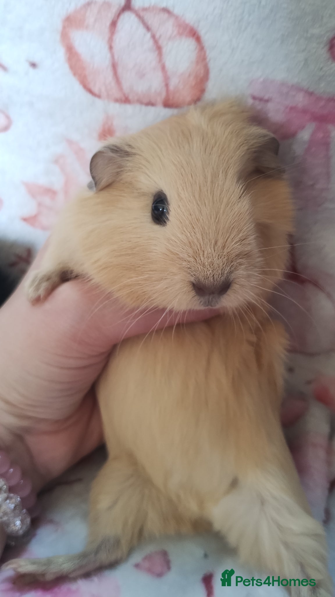 Guinea Pig rodents Delivery available girl guinea pigs  - Advert 2