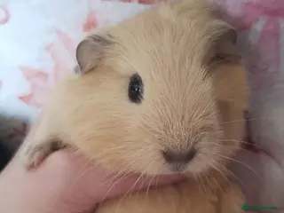 Guinea Pig rodents Delivery available girl guinea pigs - Advert 2