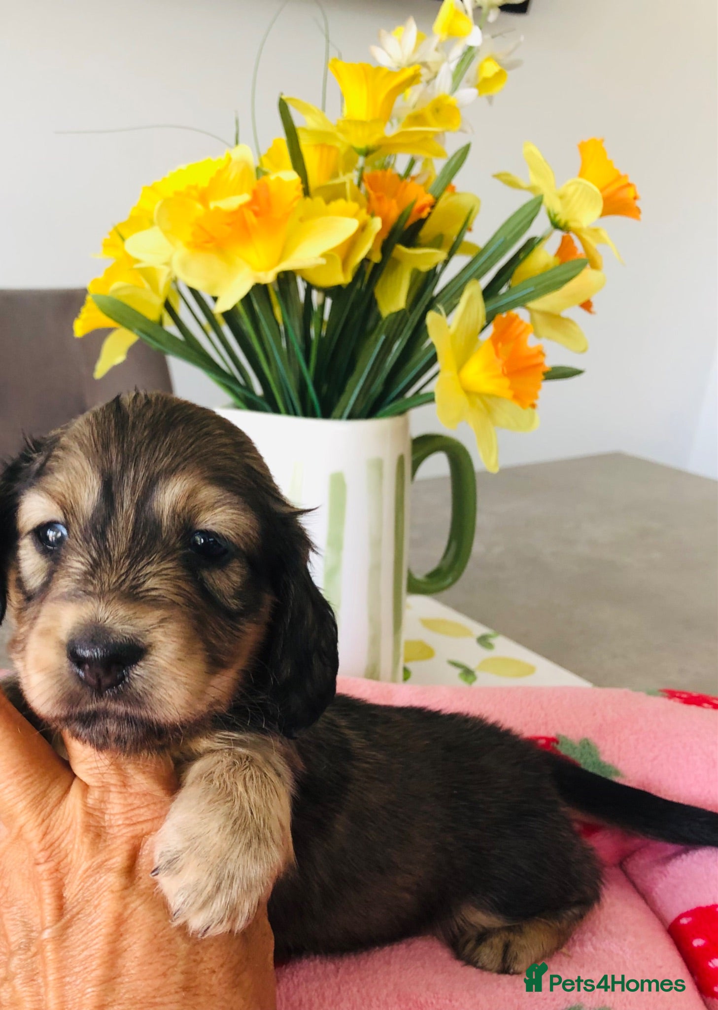 Miniature Dachshund dogs  K.C Reg Miniature Dachshunds L/H - Advert 4