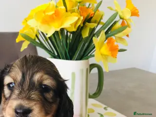 Miniature Dachshund dogs K.C Reg Miniature Dachshunds L/H - Advert 4