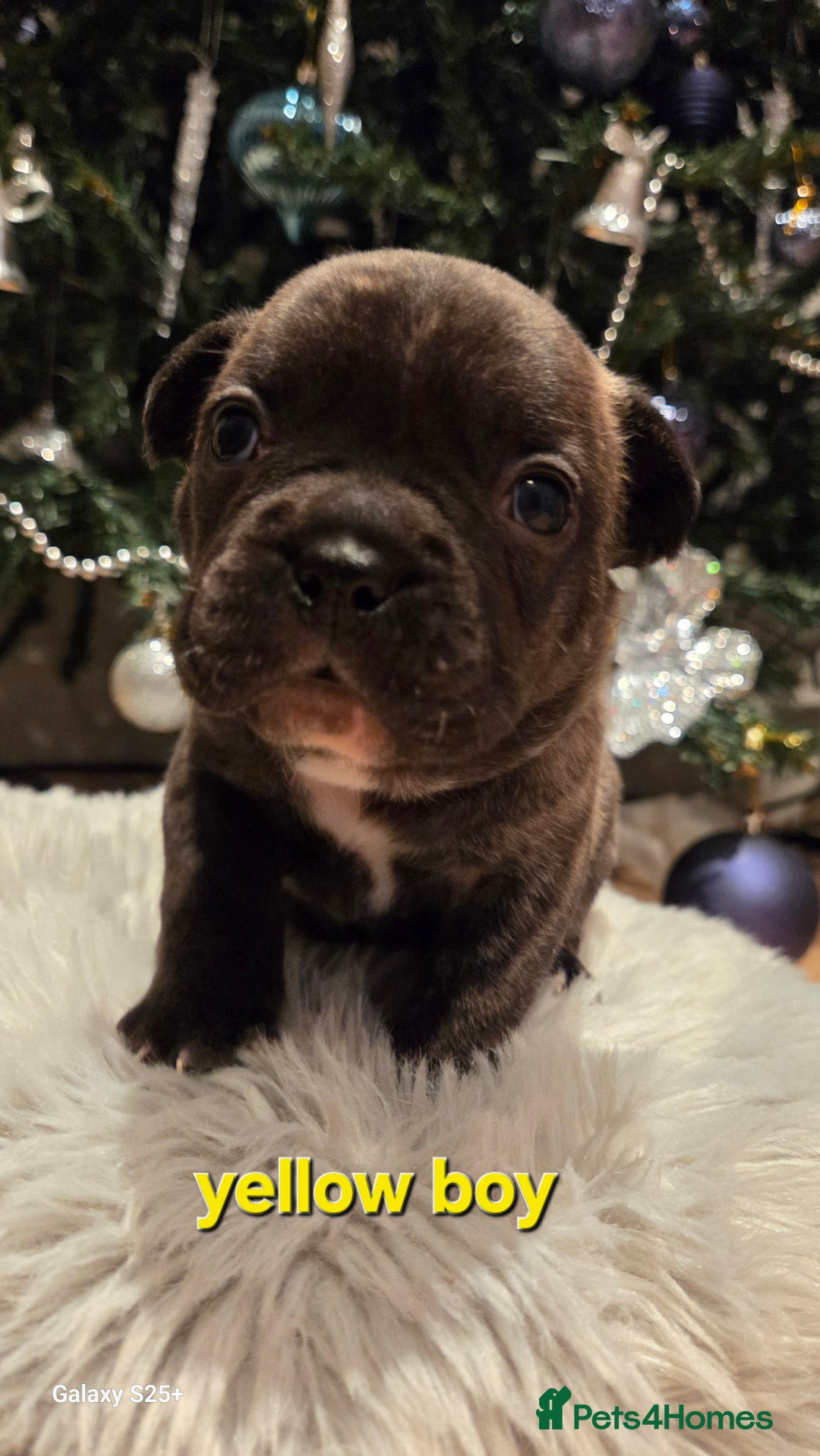 French Bulldog dogs for sale: Adorable French Bulldog puppies  - Advert 23