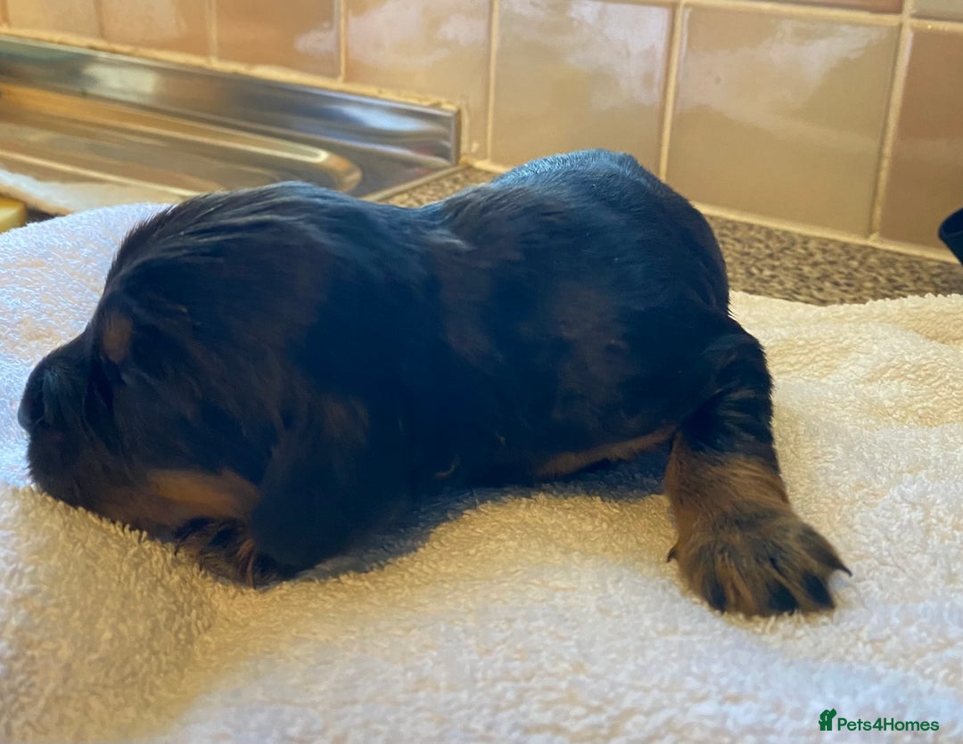 Cocker Spaniel dogs for sale: Working Cocker Spaniel Pups - Image 5
