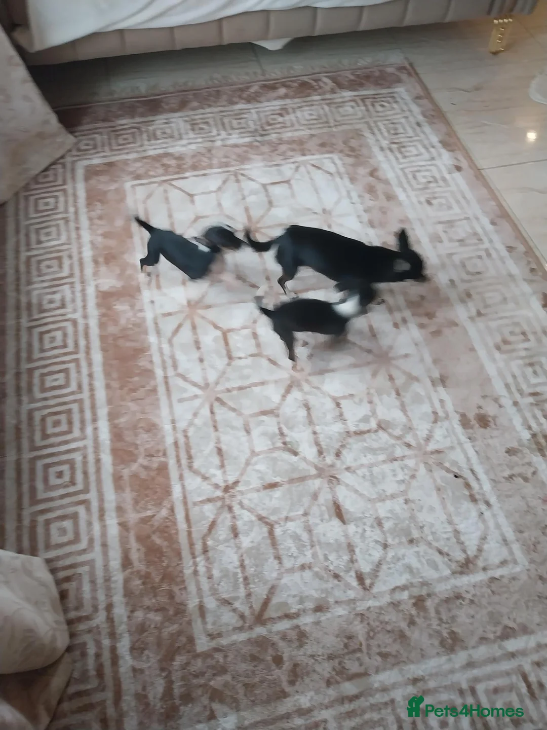 Chihuahua dogs for sale: Chihuahua puppies  in Kilmarnock - Advert 2