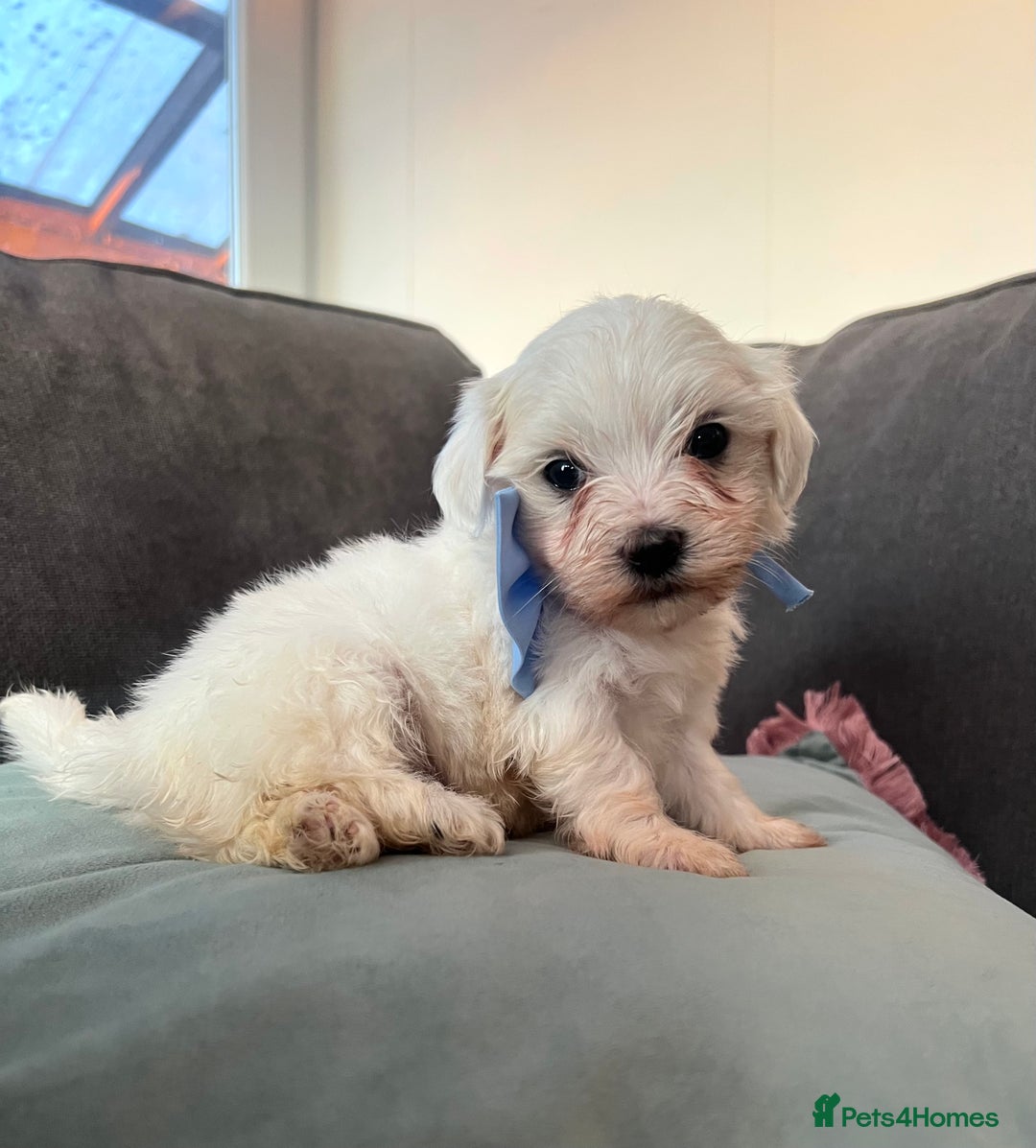 Maltese dogs for sale: Maltese puppies available 🩵🩷💚  - Image 4