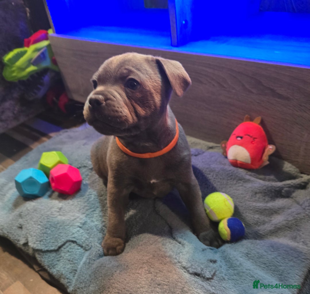 Staffordshire Bull Terrier dogs for sale: Stunning Staffordshire bull terrier pups  - Image 9