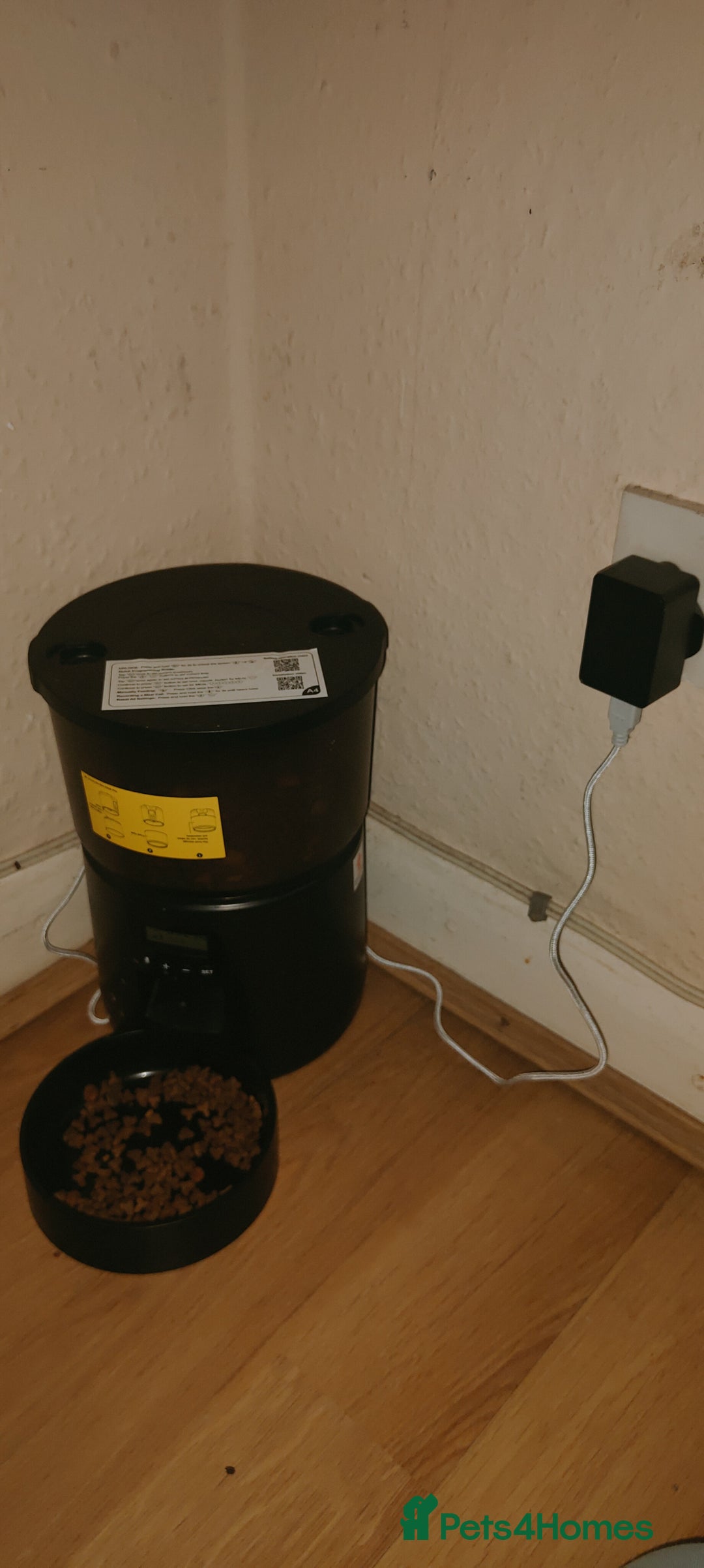 Ragdoll cats for sale: Ragdoll mix bred - Advert 8