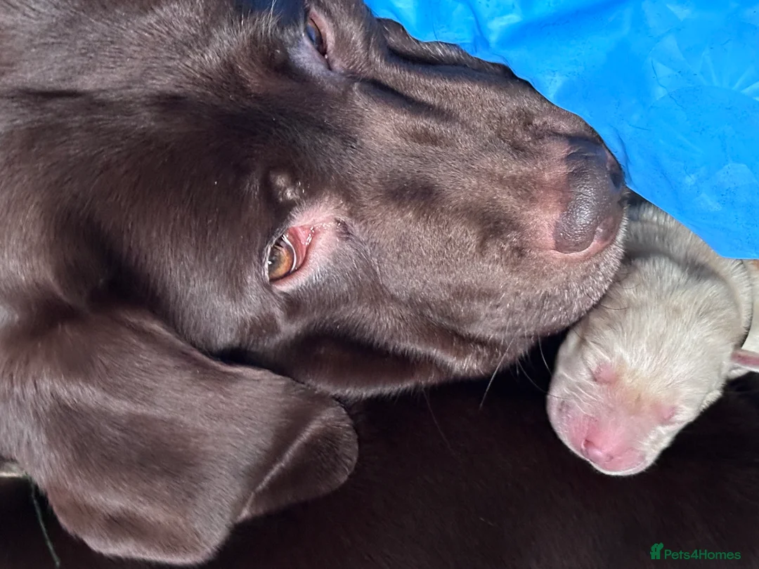 Labrador Retriever dogs for sale: Labrador Ready 23 February - Advert 1